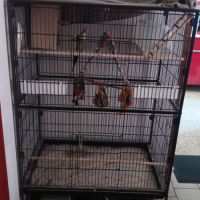 Vend calopsitte mâle #0