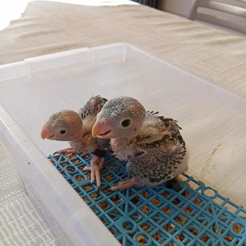À réserver pionus senilis #0