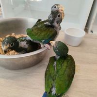 À réserver pionus senilis