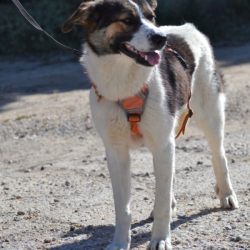 Isla, jeune chienne d'1 an. un caractère en or ! #3