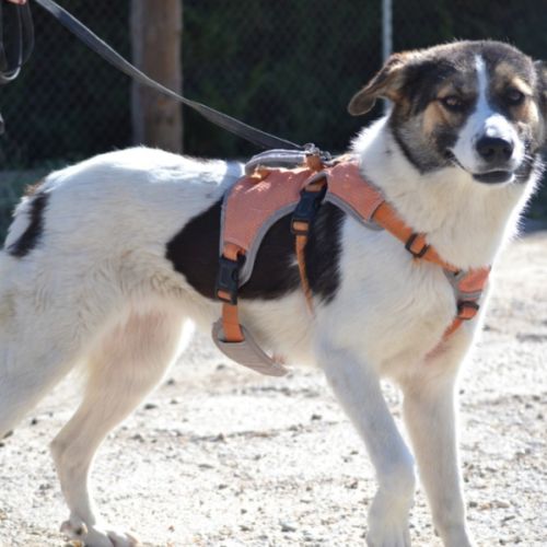 Isla, jeune chienne d'1 an. un caractère en or ! #4