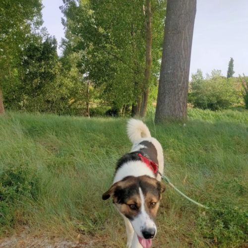 Isla, jeune chienne d'1 an. un caractère en or ! #6