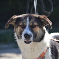 Isla, jeune chienne d'1 an. un caractère en or ! #1