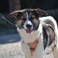 Isla, jeune chienne d'1 an. un caractère en or !