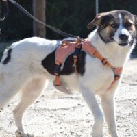 Isla, jeune chienne d'1 an. un caractère en or ! #4