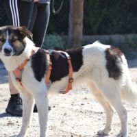 Isla, jeune chienne d'1 an. un caractère en or ! #5