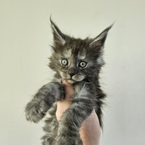 Maine coon loof #2