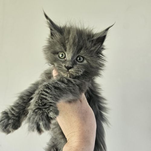 Maine coon loof #3