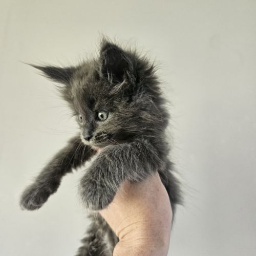 Maine coon loof #4