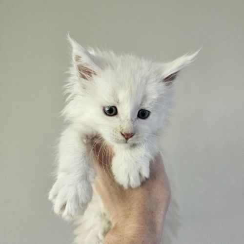 Maine coon loof