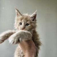 Maine coon loof #1