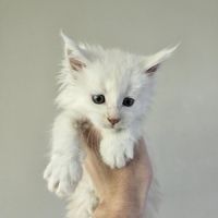 Maine coon loof #0