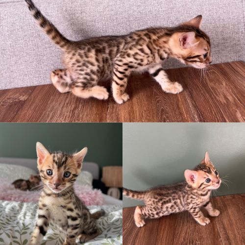 Chatons bengal #2