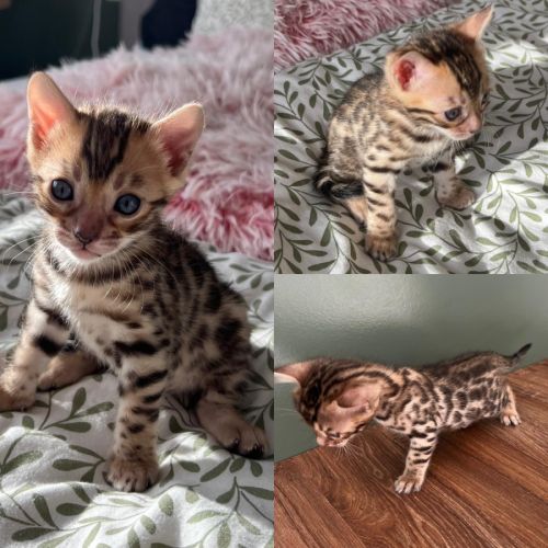 Chatons bengal #5