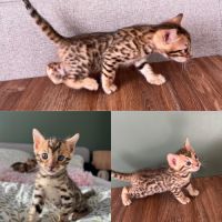 Chatons bengal #2