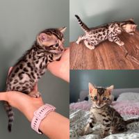 Chatons bengal