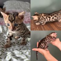 Chatons bengal #4