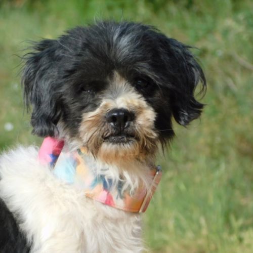 Bob, 6ans. petit chien très affectueux
