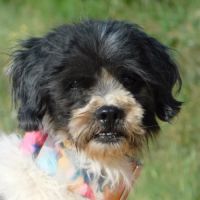 Bob, 6ans. petit chien très affectueux #1