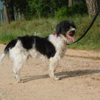 Bob, 6ans. petit chien très affectueux #4
