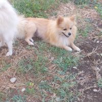 Spitz petit prix #3