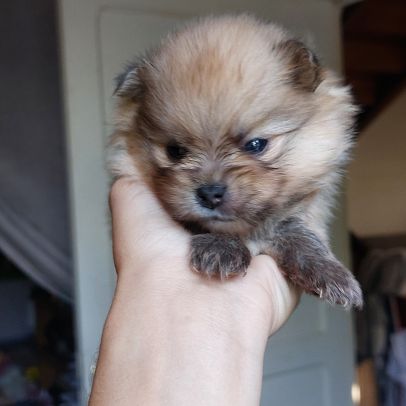 Chiot spitz male #1