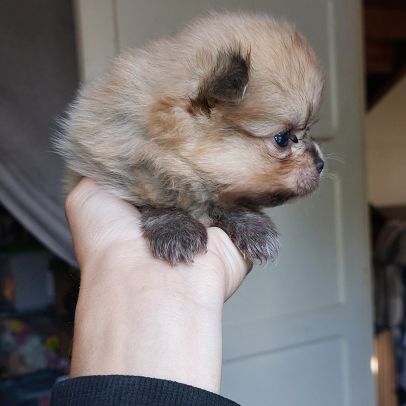 Chiot spitz male #0