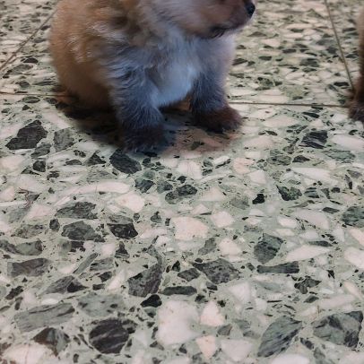 Chiot spitz male #3