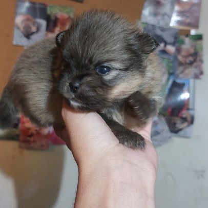 Spitz chiot male #1