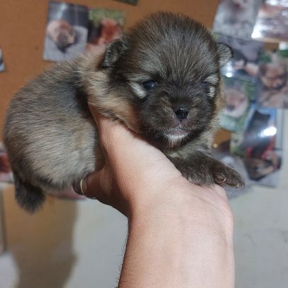 Spitz chiot male #0