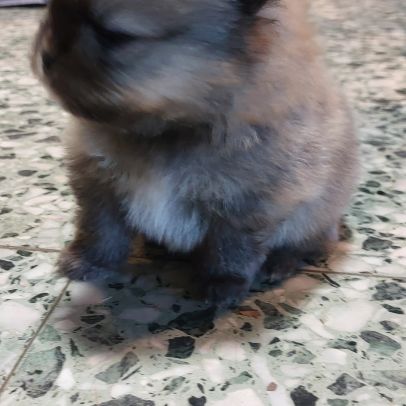 Spitz chiot male #3