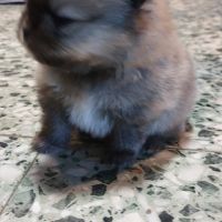 Spitz chiot male #3