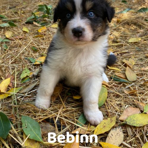 Chiots bergers australiens lof élevés avec passion #0