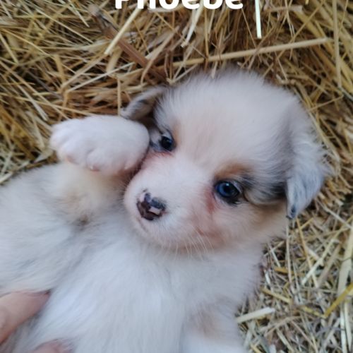 Chiots bergers australiens lof élevés avec passion #2