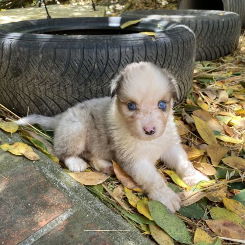 Chiots bergers australiens lof élevés avec passion #3