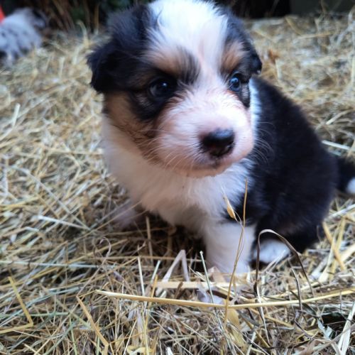 Chiots bergers australiens lof élevés avec passion #4