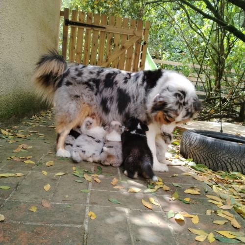 Chiots bergers australiens lof élevés avec passion #6