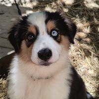 Chiot berger australien lof