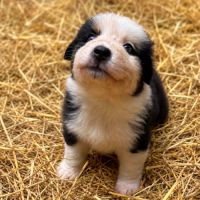 Chiots bergers australiens lof élevés avec passion #5
