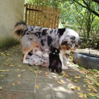 Chiots bergers australiens lof élevés avec passion #6