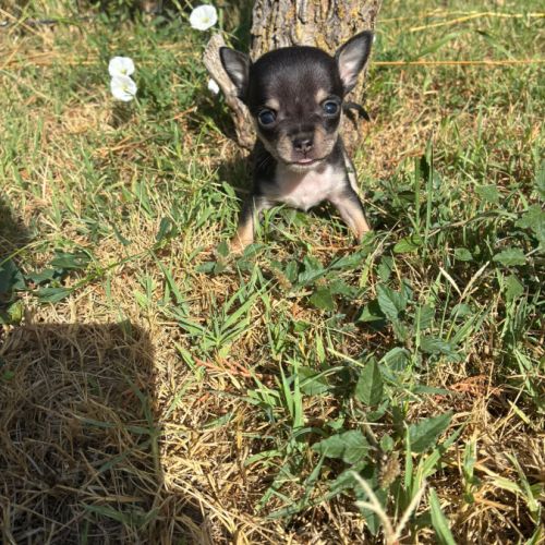 A réserver chihuahua #2