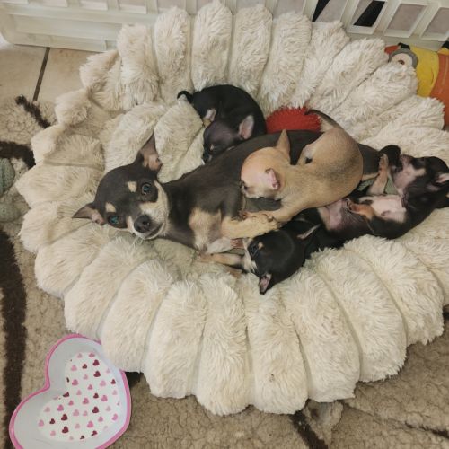 A réserver chihuahua #4