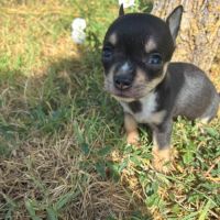 A réserver chihuahua