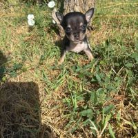 A réserver chihuahua #2