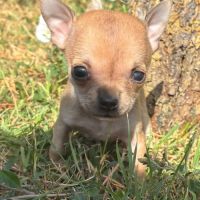 A réserver chihuahua #3