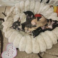 A réserver chihuahua #4
