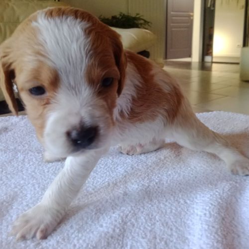 Chiot mâle epagneul breton lof #3
