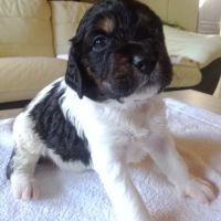Chiot mâle epagneul breton lof