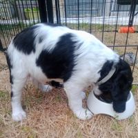 Chiot mâle epagneul breton lof