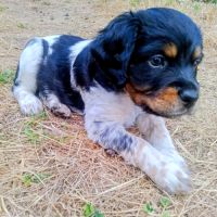 Chiot mâle epagneul breton lof